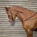 Harry's Horse Martingala Gogue 2840084 Negru
