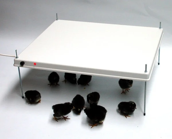 Heka Panou Radiant 51x61 Cm Cu Termostat 9006