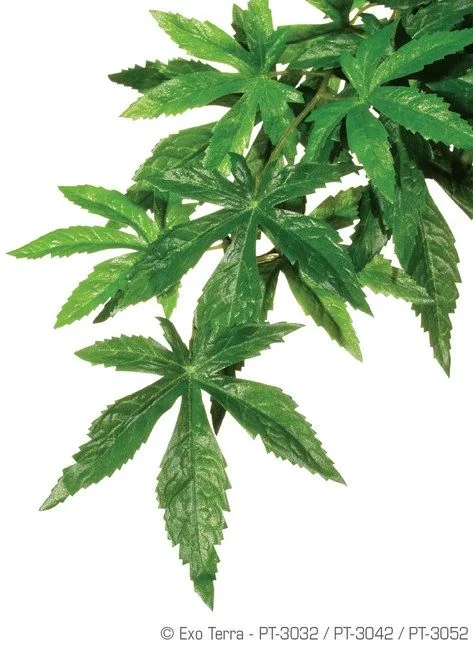 Exo Terra Plante Abutilon S PT3032