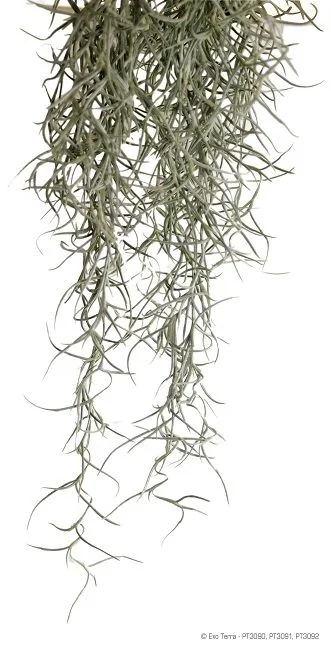 Exo Terra Planta Spanish Moss Mare