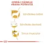 Royal Canin Poodle 1.5 kg