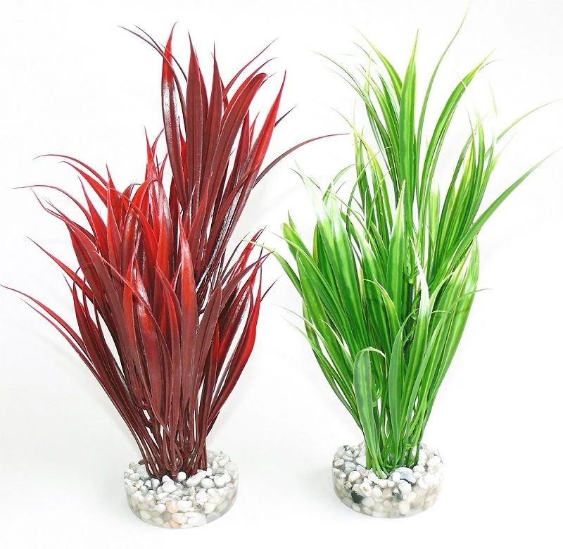 Sydeco Plante Sword Plant 25cm 350113