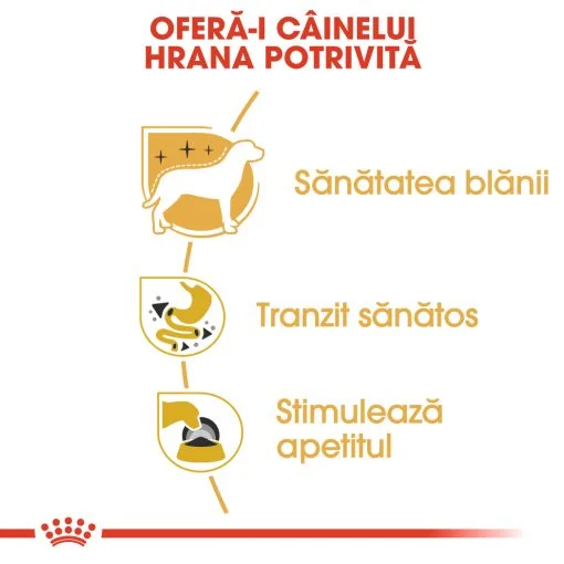 Royal Canin Plic Chihuahua 85 g
