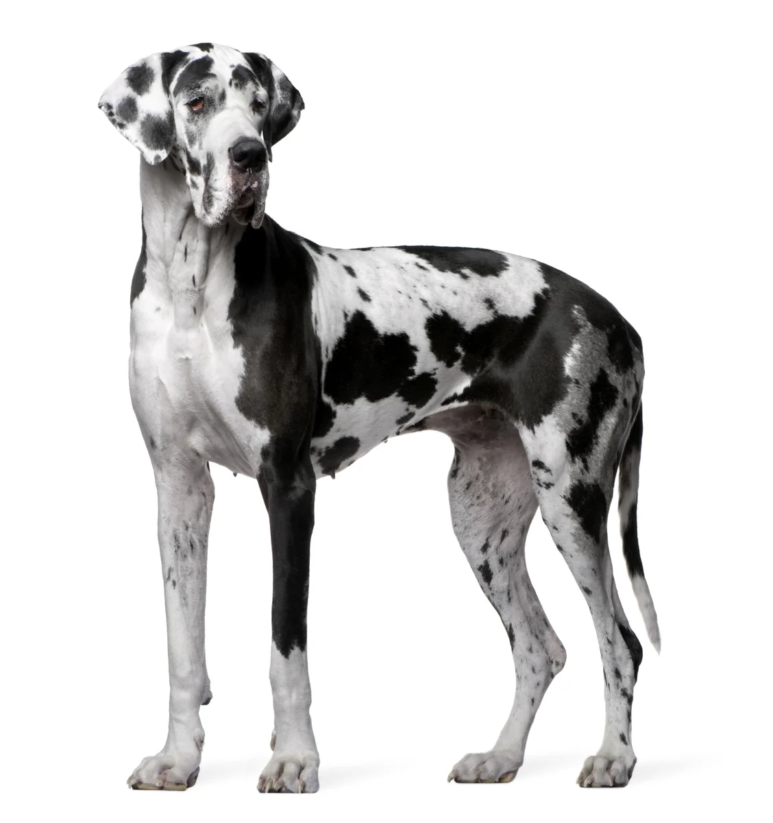 Dingo Botnita Metal Dog German Nr 10