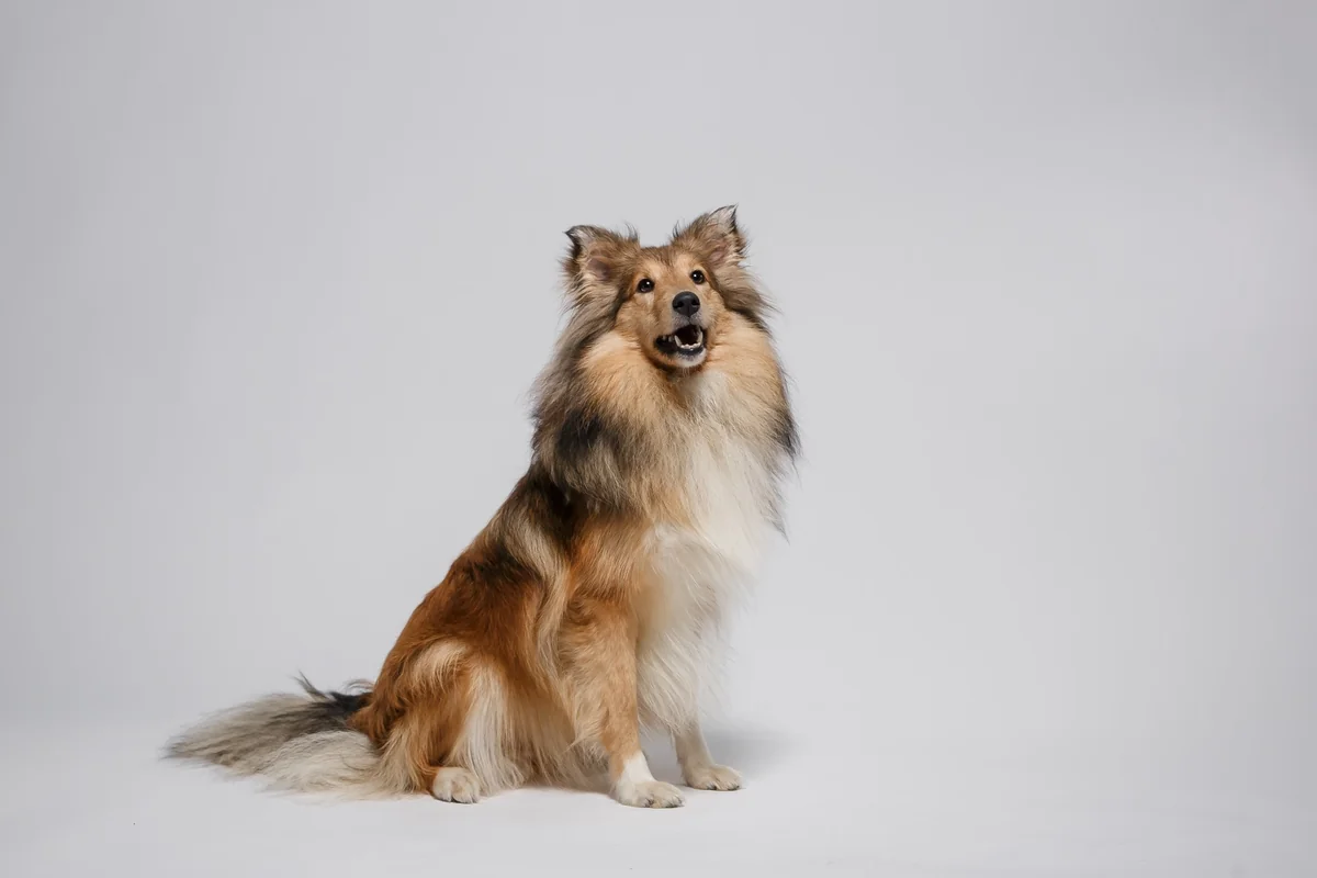 Dingo Botnita Metal Collie Nr 4A
