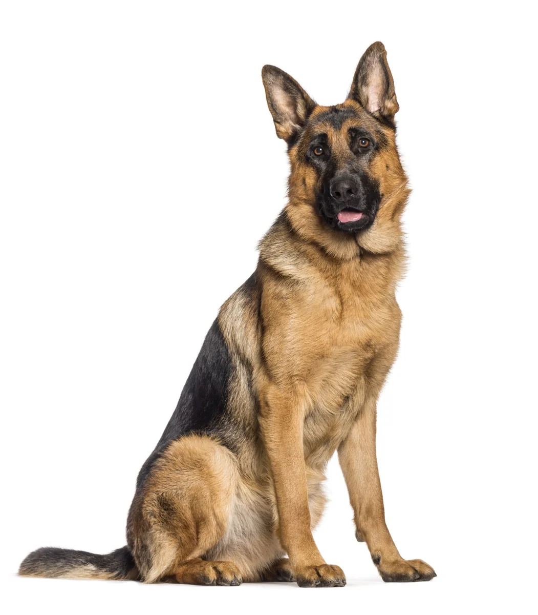 Dingo Botniță Metal Ciobănesc German Nr 6