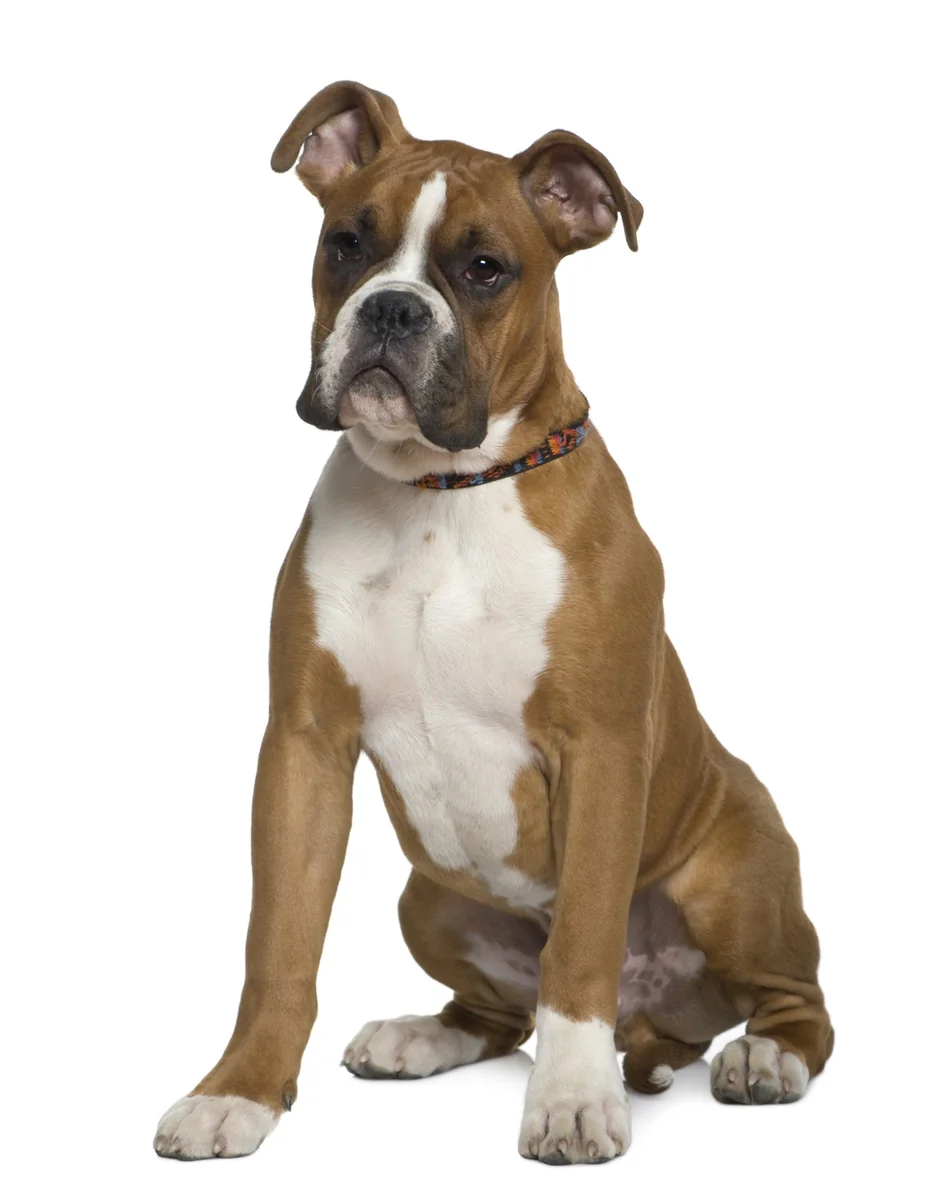 Dingo Botniță Metal Boxer Mare Nr 8