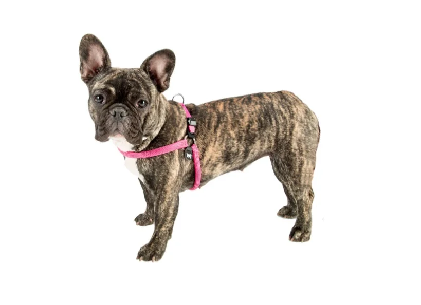 Ferplast Ham Agila Sport Fuchsia
