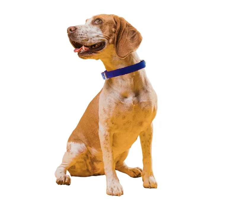 Pet Expert Zgarda Pasla Albastra