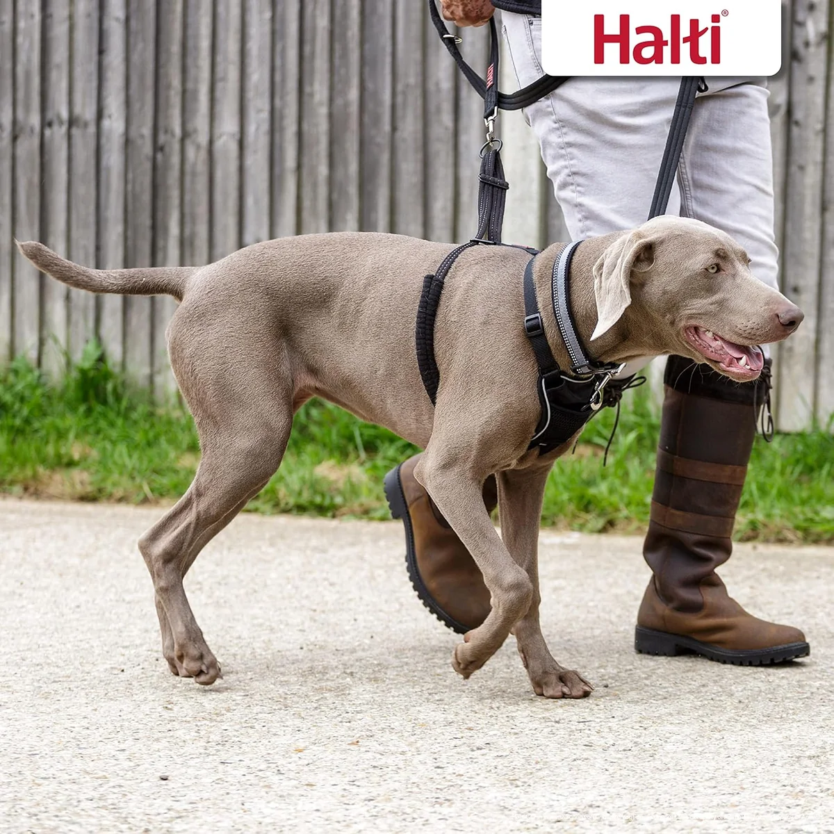 Coa Halti Ham Caine L