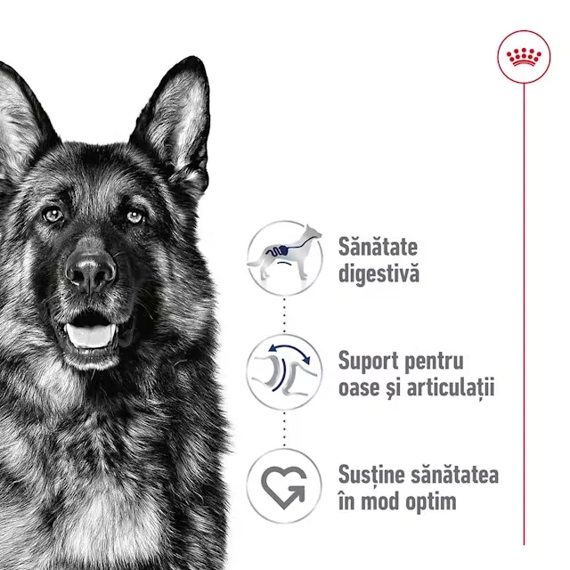 Royal Canin Maxi Adult