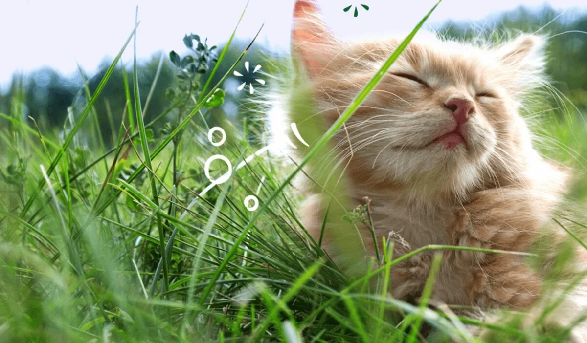 Pet Head Spray Feelin' Good 300 ml