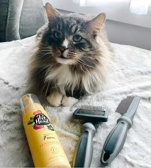 Pet Head Spuma Feelin' Good 200 ml