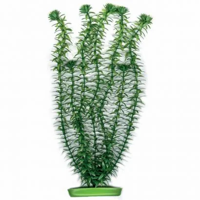 Planta Marina Anacharis - 12,5 Cm Pp503