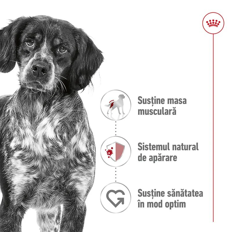 Royal Canin Plic Medium Adult 140 g