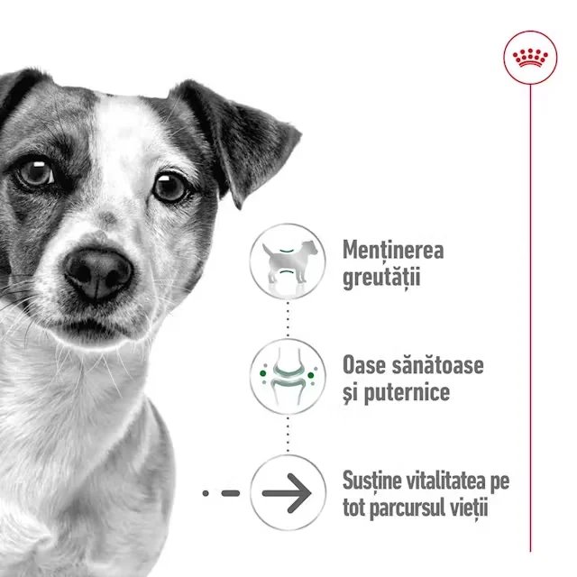 Royal Canin Plic Mini Ageing 85 g