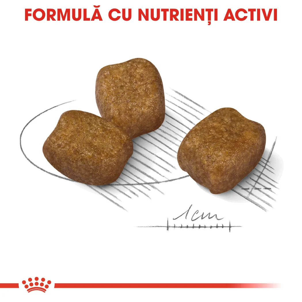 Royal Canin Mini Dental Care 1 Kg