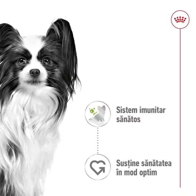 Royal Canin X-Small Adult Wet 85 G