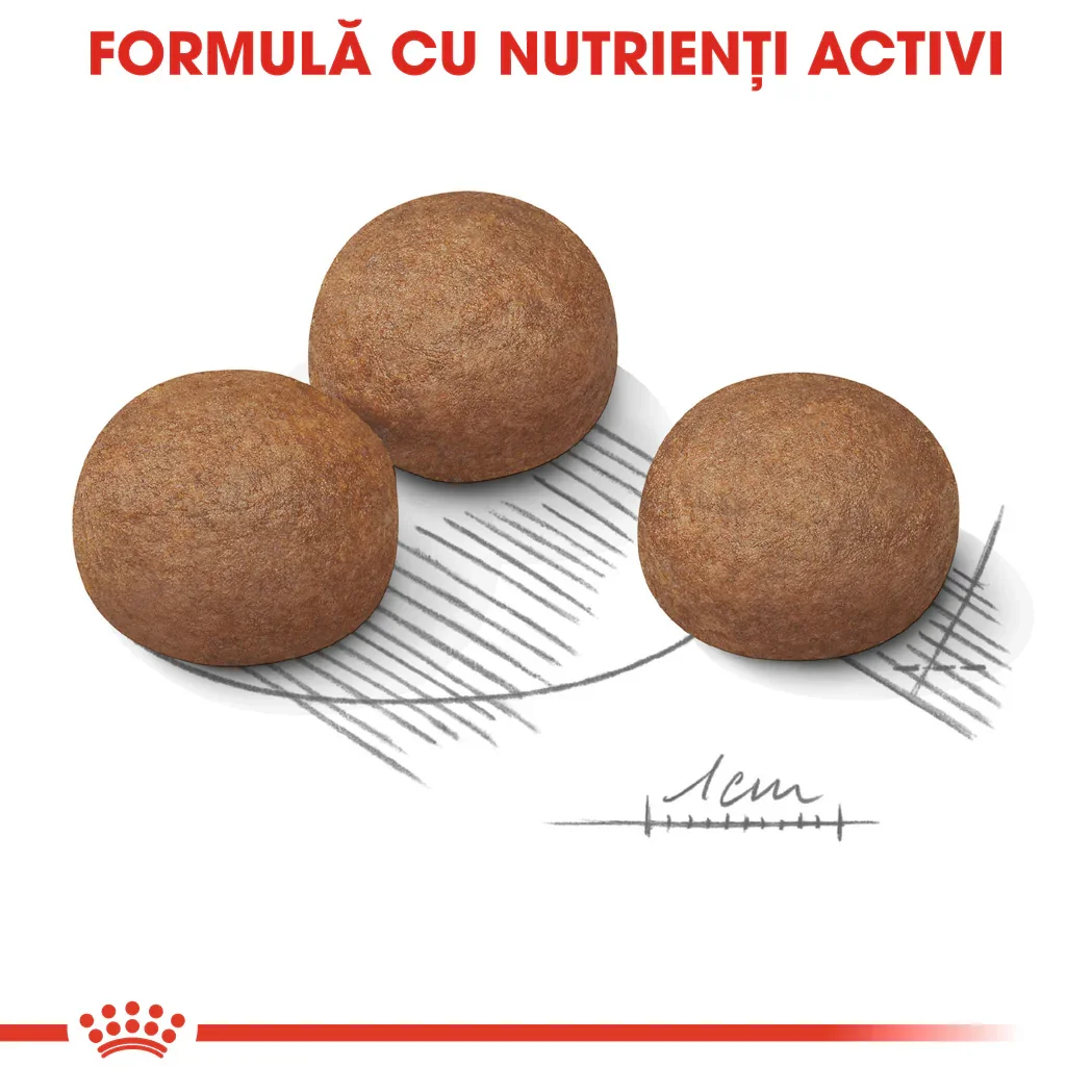 Royal Canin Maxi Digestive Care 12 kg