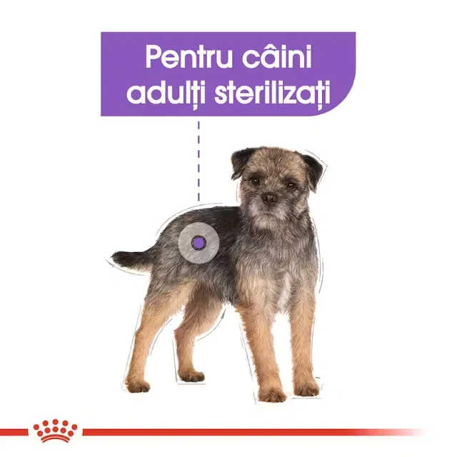 Royal Canin Mini Sterilised Adult