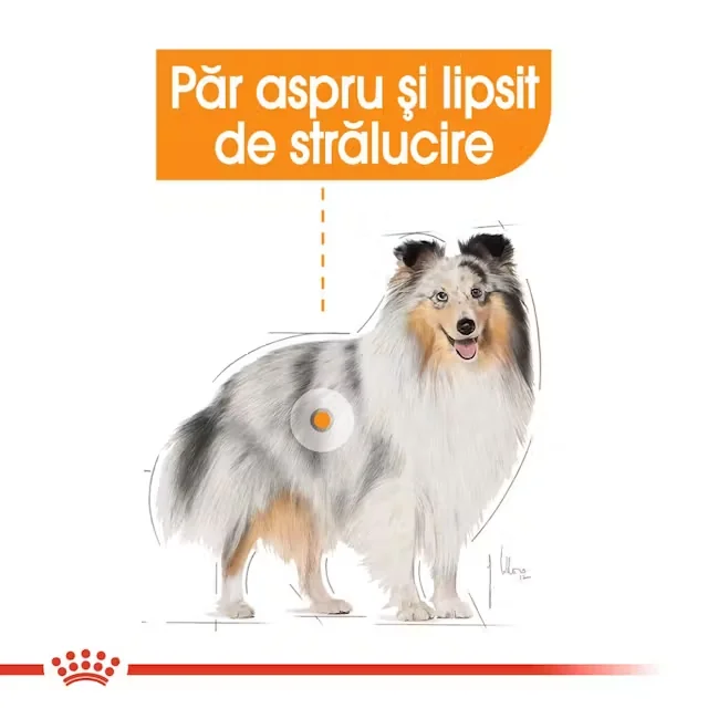 Royal Canin Mini Coat Care Adult 3 Kg