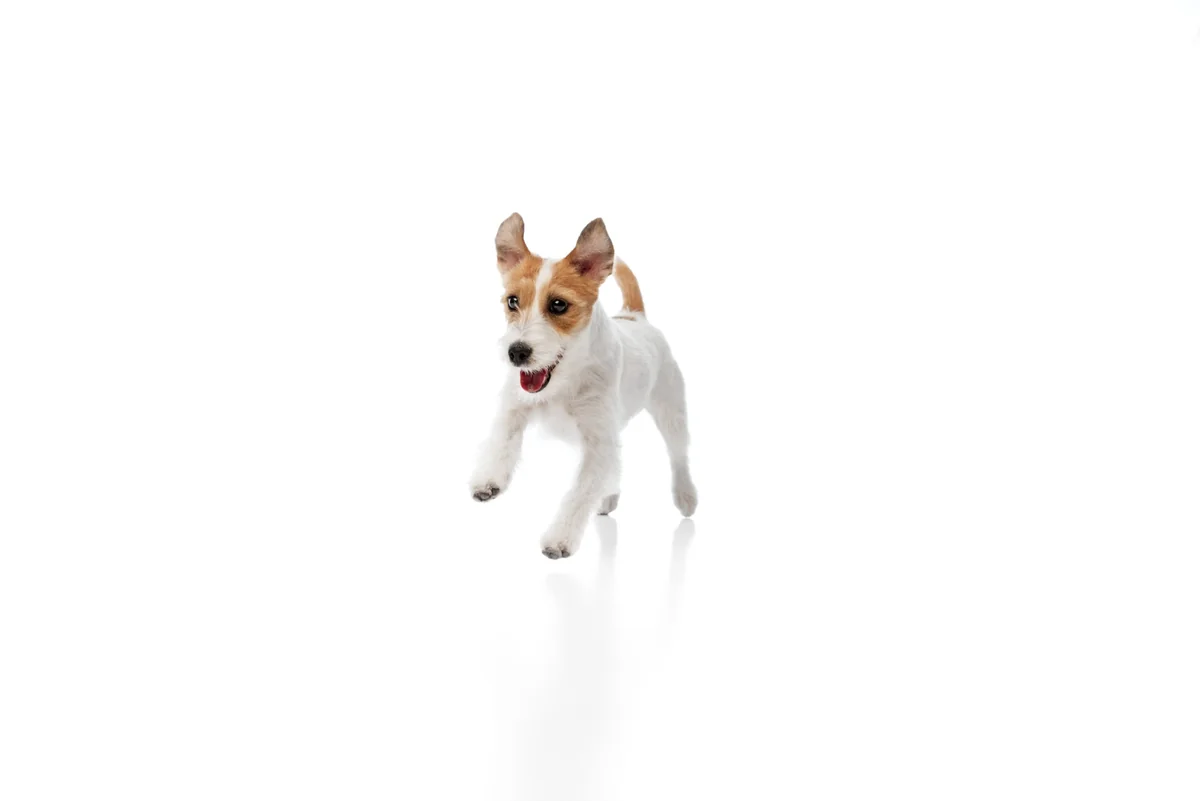 Dog Concept Plic Miel 100 g